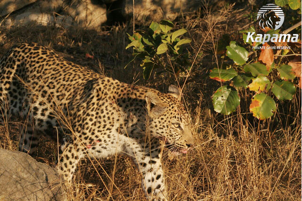 Big cat fight