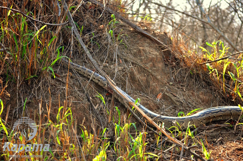 Python and prey