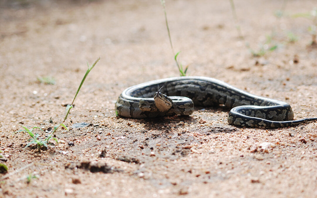 African rock python