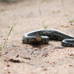 African rock python