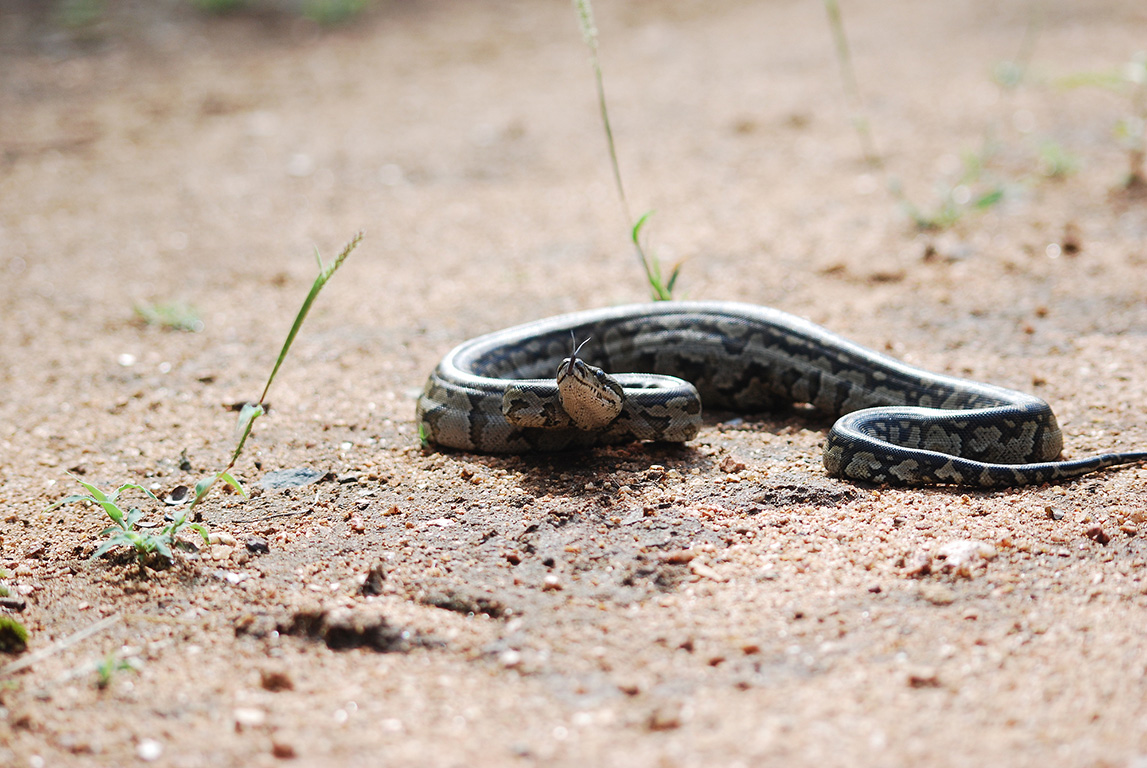 African rock python