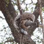 African rock python