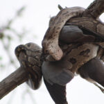 African rock python