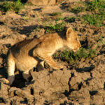 Lion cub