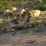 Lioness and cub