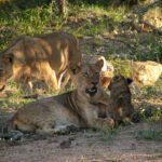 Lioness and cub