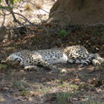 Cheetah