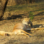 Cheetah kill