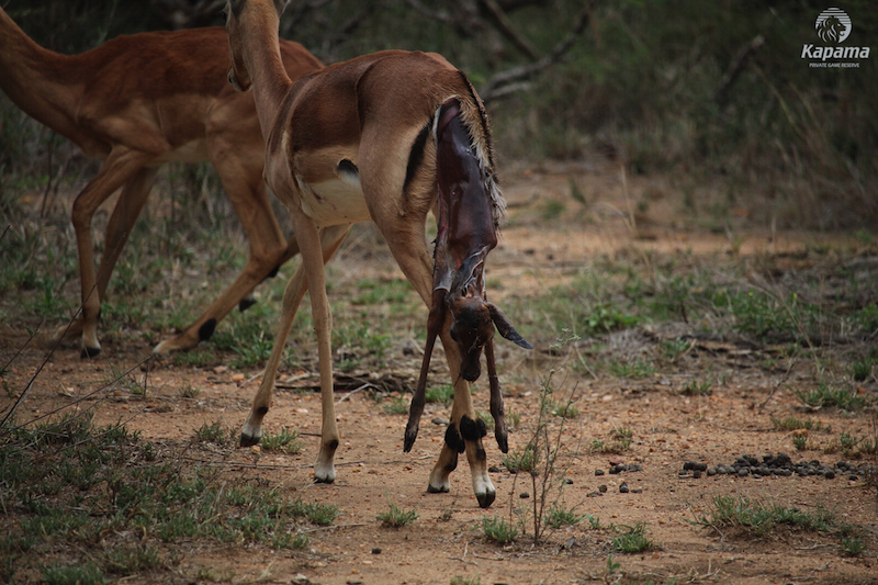 A startled herd and a lurking leopard
