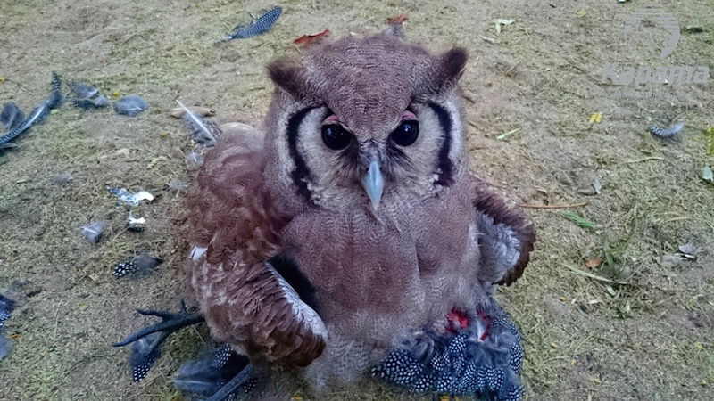 Whooo’s there?