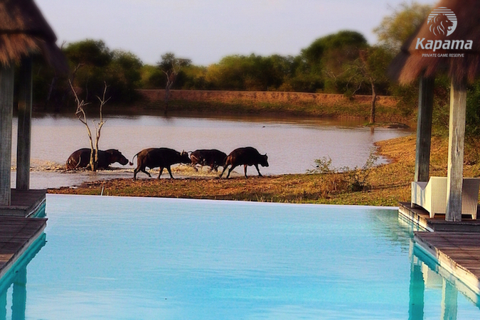 Hippo attacks buffalo to protect its own