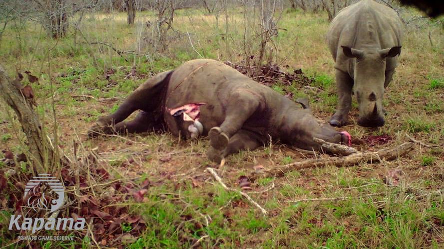 Cleaning up the carcass