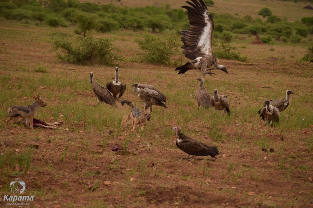 A stand off between a jackal and a wildebeest