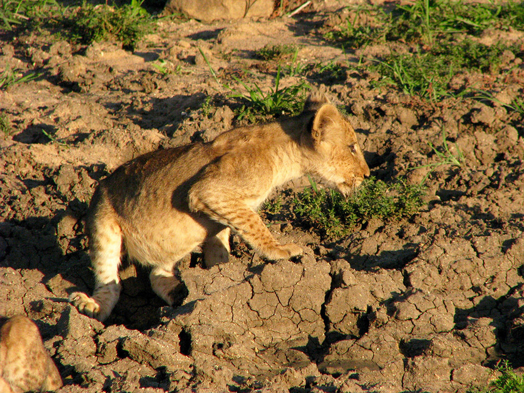 Living with African wild cats