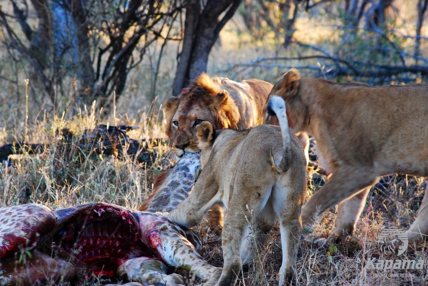 Uninvited guests at Kapama River Lodge