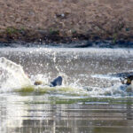 Crocodile ambushes warthog