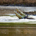 Crocodile kills warthog
