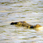 Crocodile lurking in the water
