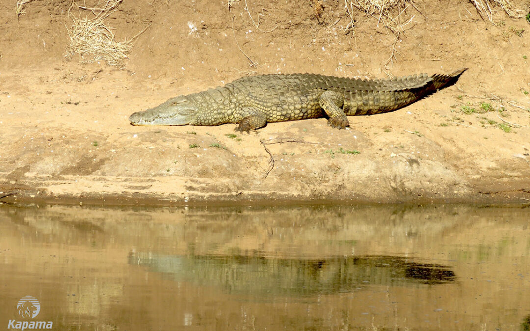 Crocodile sun bathing