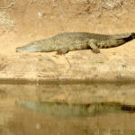 Crocodile sun bathing