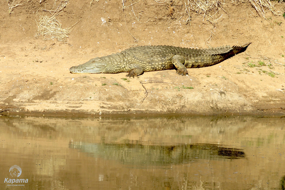 Crocodile sun bathing