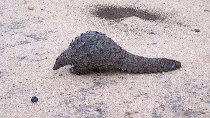 Pangolin found on safari game drive at Kapama