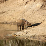 Warthog mud-wallowing