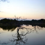Waterhole scenic view