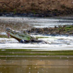 Crocodile preys on warthog