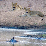 Lions at waterhole where crocodile kills warthog