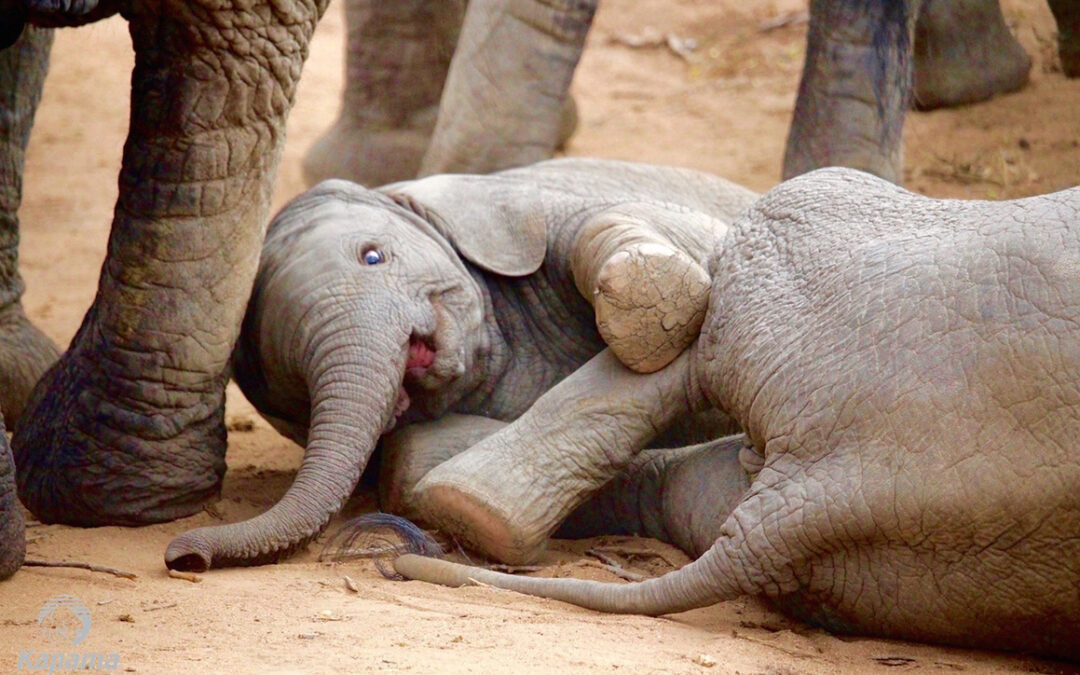 Elephant calves playing together