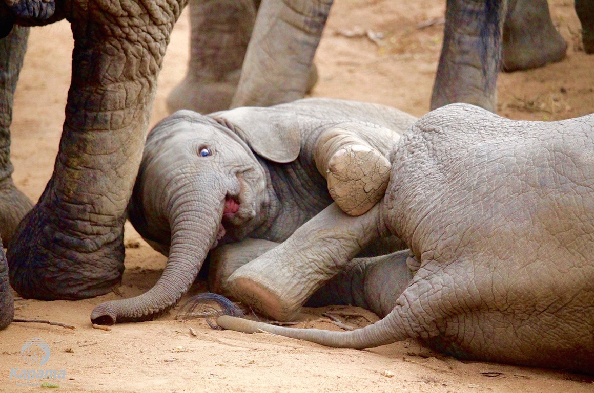 Elephant calves playing together
