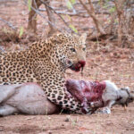 Leopard catching its breath to start feasting