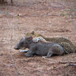 Leopard has a sturdy grip on the warthog's neck