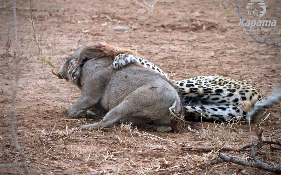Leopard tries to hold down the warthog