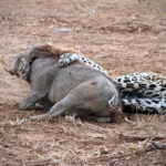Leopard tries to hold down the warthog