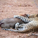 Warthog is powerless against the leopard