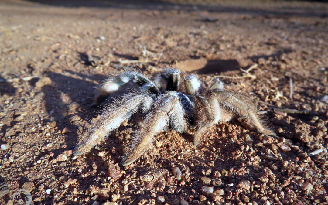 Baboon spider on the road next to the game viewing vehicle