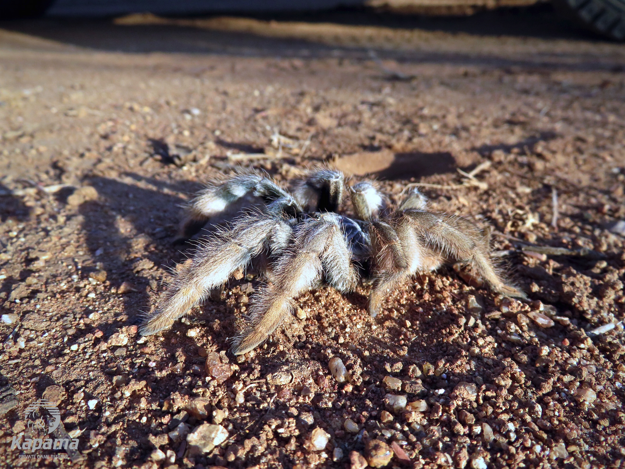 Baboon spider on the road next to the game viewing vehicle