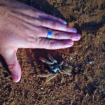 Baboon spider size against Alister Kemp's hand
