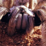 Close -up of the baboon spider