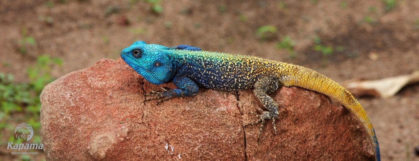 All creatures great and small – Kapama has them all