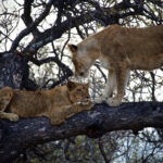 Lioness climbs over lion cub