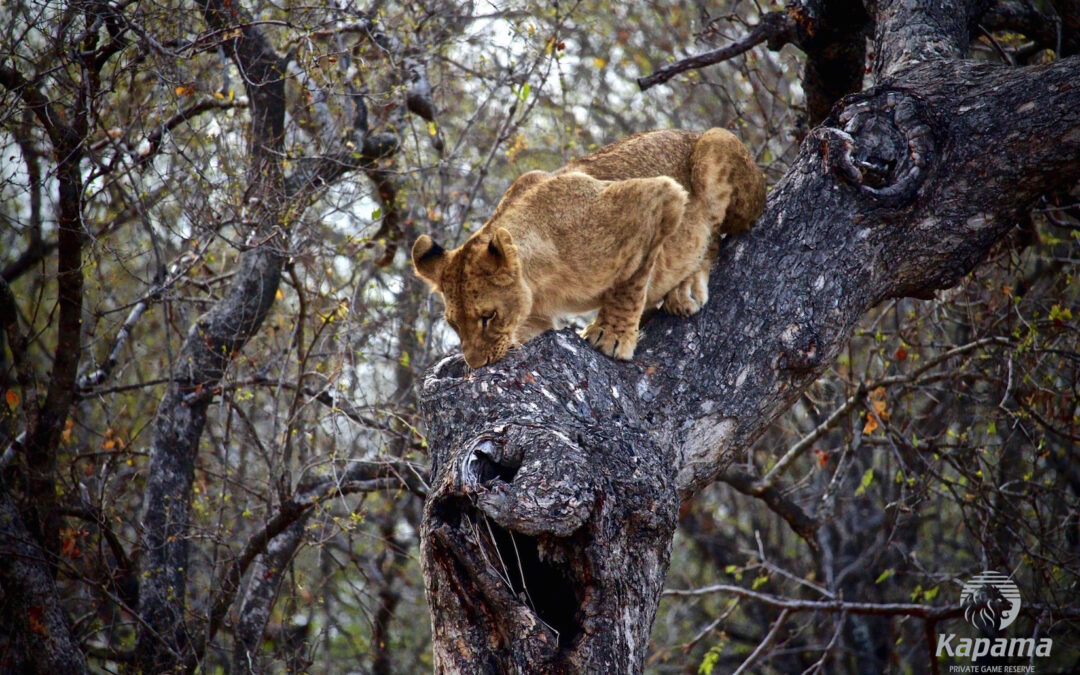 Lion cub struggles to climb down tree