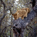Lion cub struggles to climb down tree
