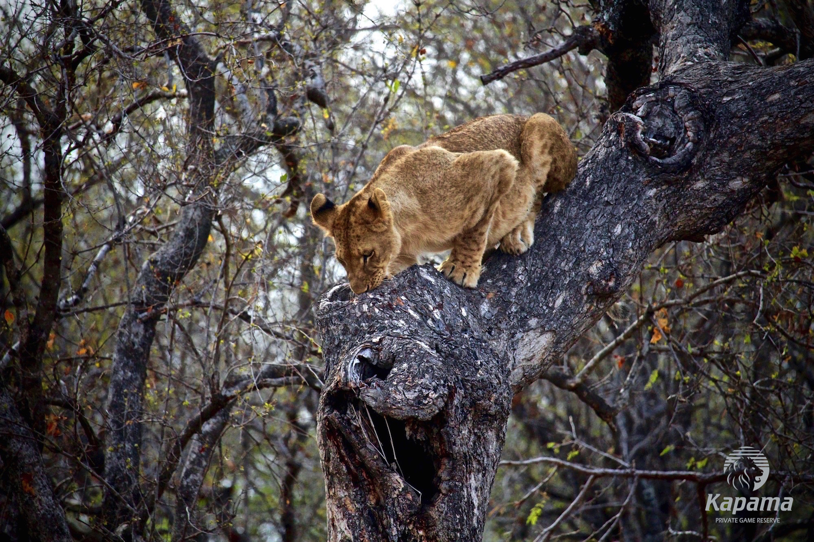 Lion cub struggles to climb down tree