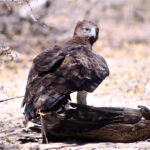Martial eagle standing over a vulture