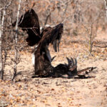 Martial eagle landing on ground with vulture