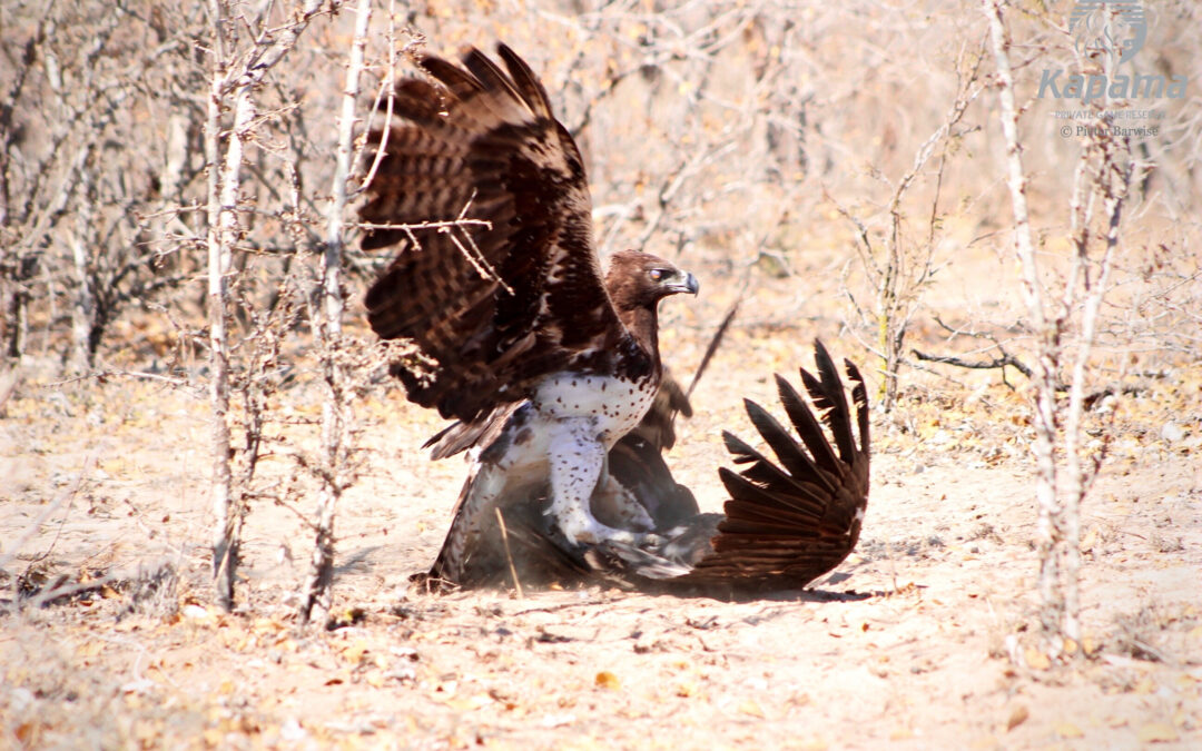 Martial eagle victory over vulture