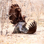 Martial eagle victory over vulture